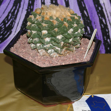 Best Cactus