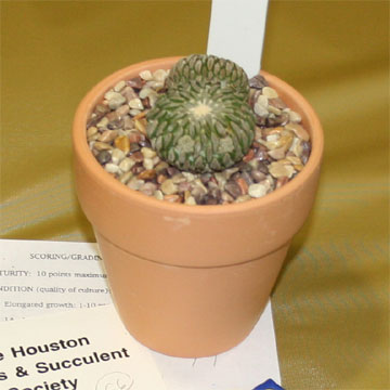 best cactus