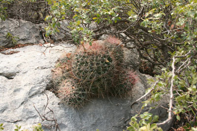 Ferocactus hamatacanthus