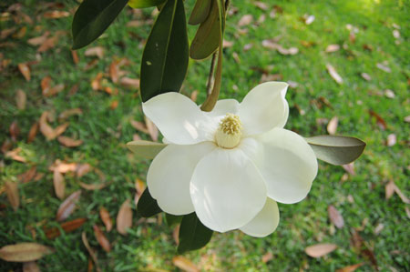 Mexican Magnolia