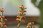 Euphorbia gemmea