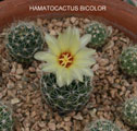 Hamatocactus Bicolor