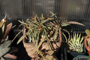 Euphorbia. francoisii (PP)