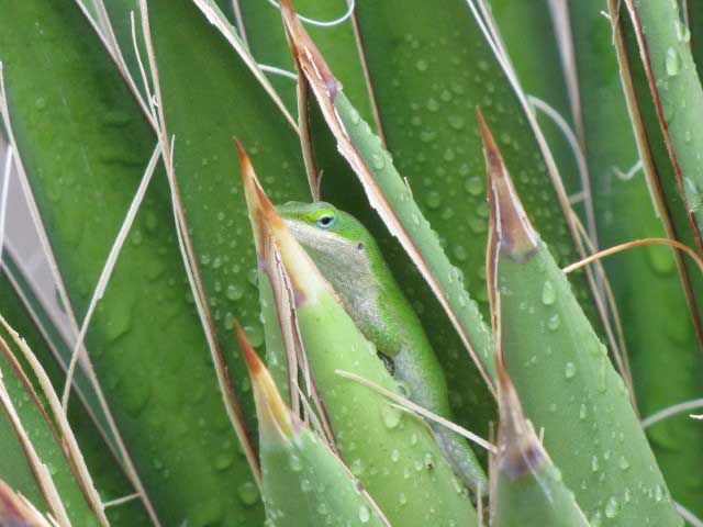 	Agave angustifolia v. marginata