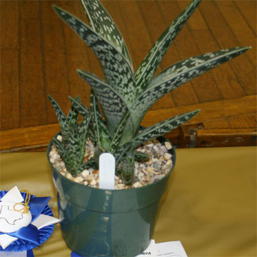 Best Novice Succulent