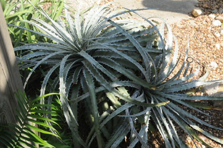 Hechtia