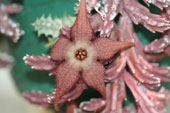 Stapelia pearsonii