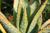 Aloe ferox