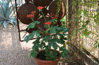 Jatropha podagrica