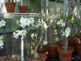 Adenium obesum