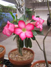 Adenium obesum