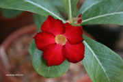 Adenium obesum