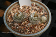 Copiapoa