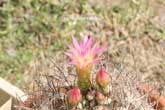 Neoporteria multicolor