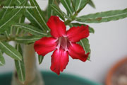 Adenium obesum