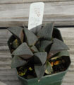 Haworthia hybrid ''Blue Floyd'' (PP22)