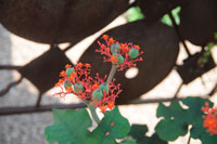 Jatropha podagrica