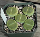 Lithops aucampiae Bellaketty (SH)