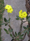 Pachypodium densiflorum